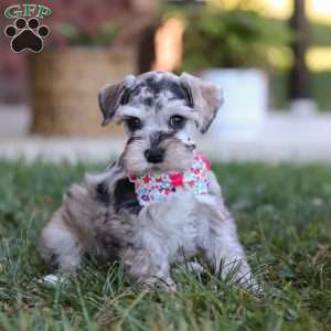 Callie, Miniature Schnauzer Puppy