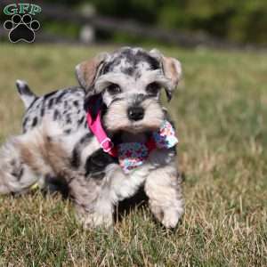 Callie, Miniature Schnauzer Puppy