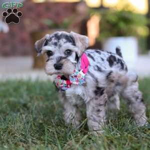 Callie, Miniature Schnauzer Puppy