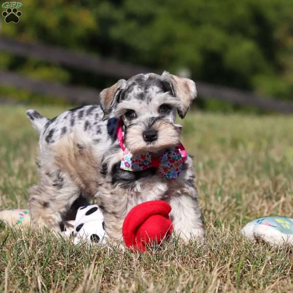 Callie, Miniature Schnauzer Puppy