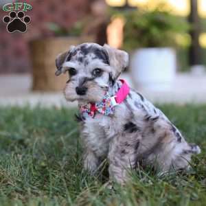 Callie, Miniature Schnauzer Puppy