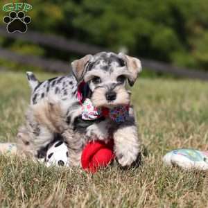 Callie, Miniature Schnauzer Puppy