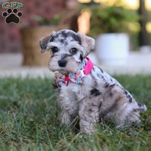 Callie, Miniature Schnauzer Puppy
