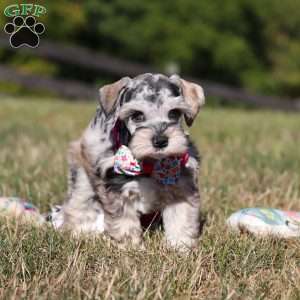 Callie, Miniature Schnauzer Puppy