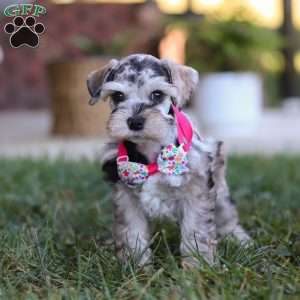 Callie, Miniature Schnauzer Puppy