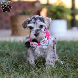 Callie, Miniature Schnauzer Puppy