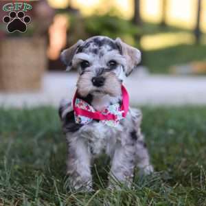 Callie, Miniature Schnauzer Puppy