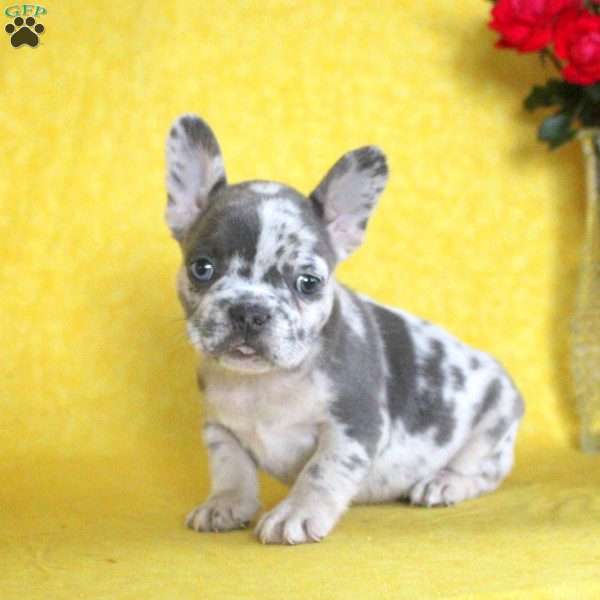 Callie, French Bulldog Puppy