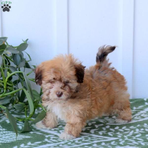 Callie, Havanese Puppy