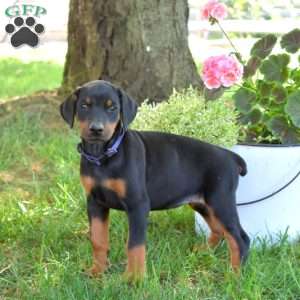 Callie, Doberman Pinscher Puppy