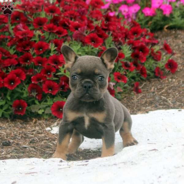 Callie, French Bulldog Puppy