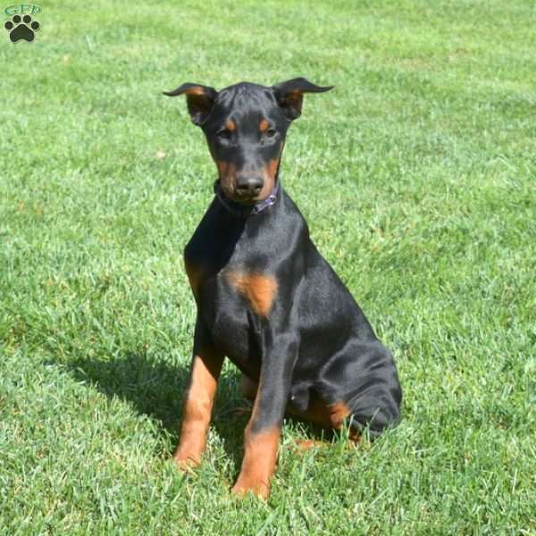 Callie, Doberman Pinscher Puppy