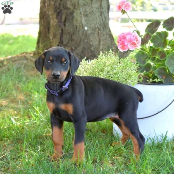 Callie, Doberman Pinscher Puppy