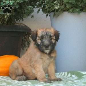 Callie, Soft Coated Wheaten Terrier Puppy
