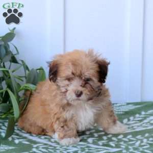 Callie, Havanese Puppy
