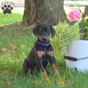 Callie, Doberman Pinscher Puppy