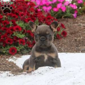 Callie, French Bulldog Puppy