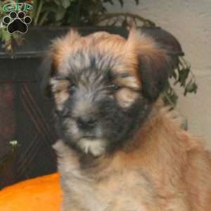 Callie, Soft Coated Wheaten Terrier Puppy