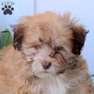 Callie, Havanese Puppy