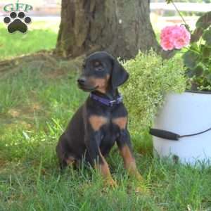 Callie, Doberman Pinscher Puppy