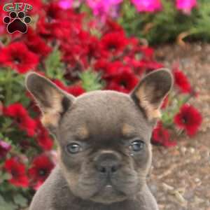 Callie, French Bulldog Puppy