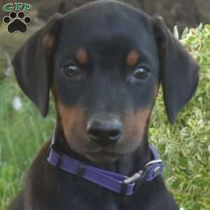 Callie, Doberman Pinscher Puppy