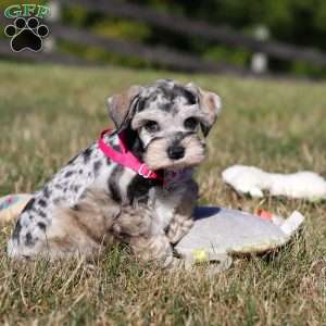 Callie, Miniature Schnauzer Puppy