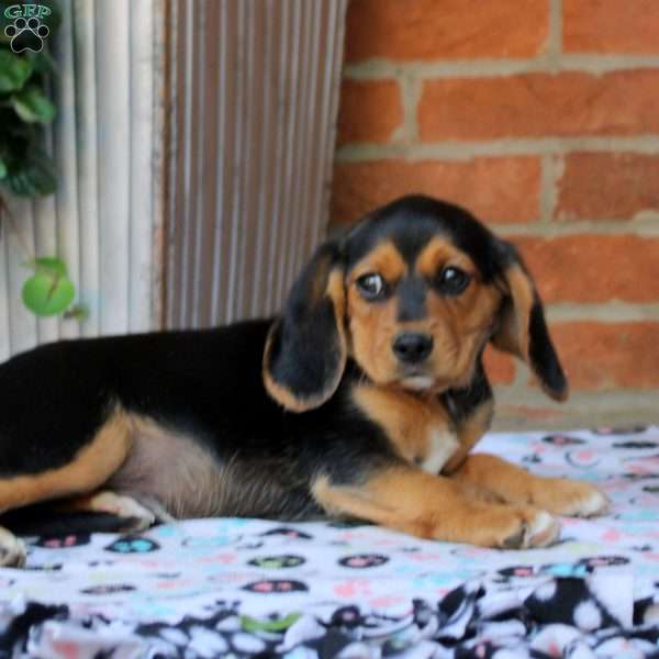 Calvin, Beaglier Puppy
