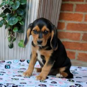 Calvin, Beaglier Puppy