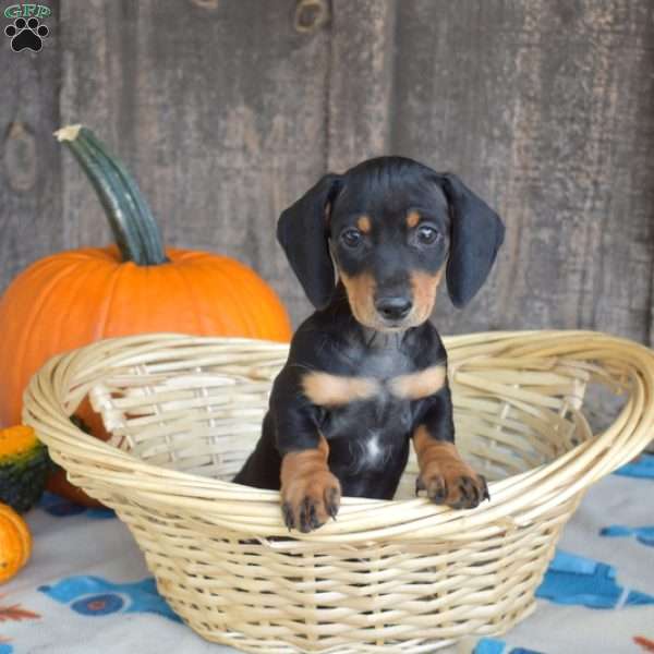 Camper, Dachshund Puppy