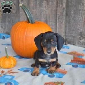 Camper, Dachshund Puppy