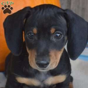Camper, Dachshund Puppy