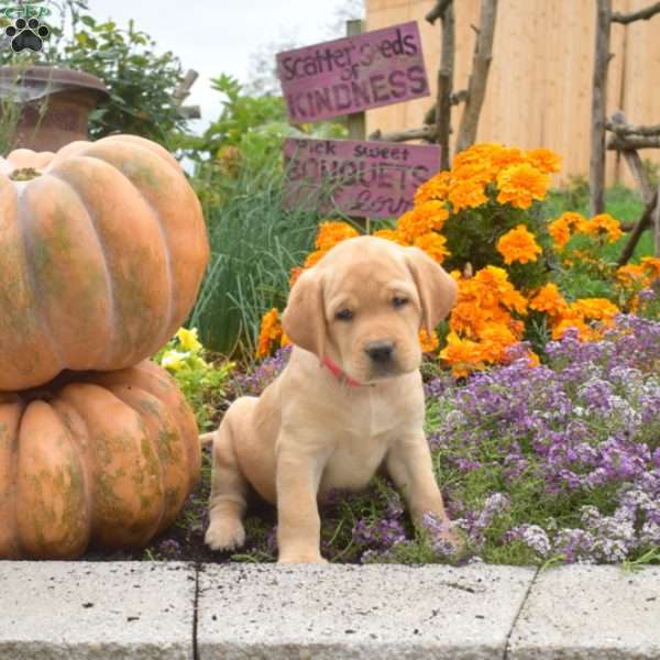 Candy, Yellow Labrador Retriever Puppy