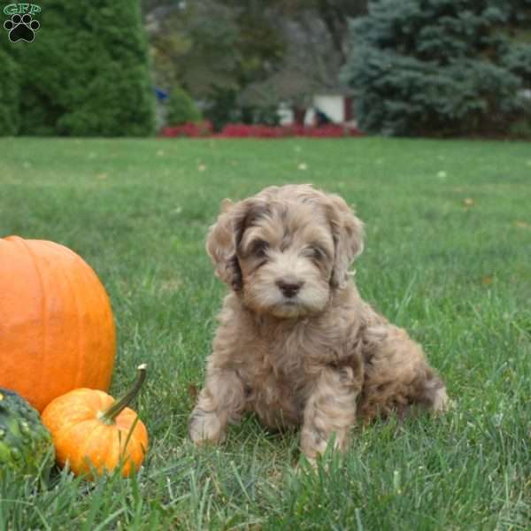 Candy, Cockapoo Puppy