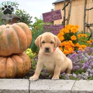 Candy, Yellow Labrador Retriever Puppy