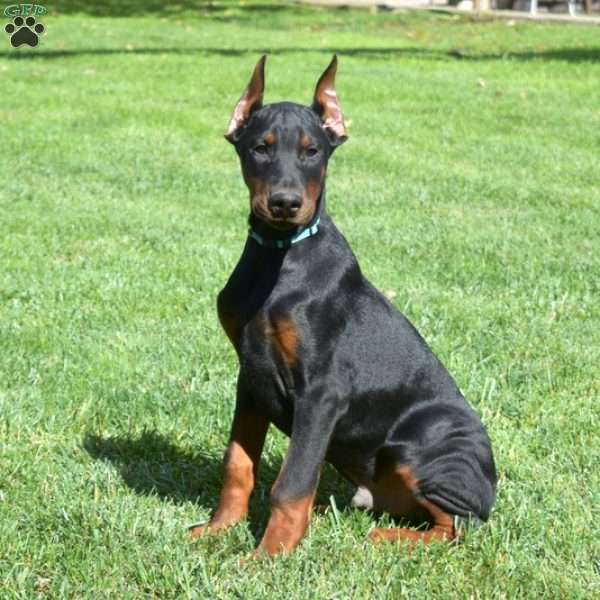 Captain, Doberman Pinscher Puppy