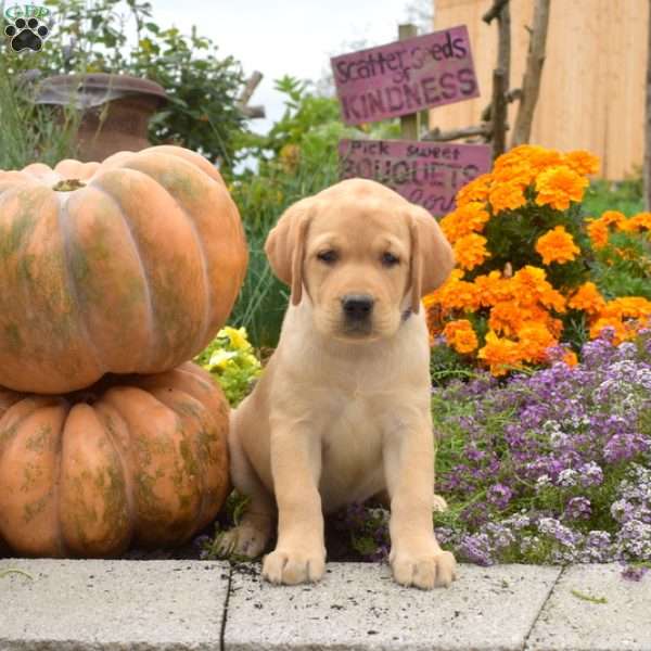 Caramel, Yellow Labrador Retriever Puppy