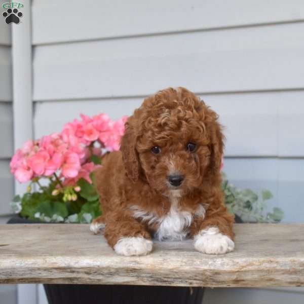 Caramel, Cavapoo Puppy