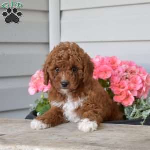 Caramel, Cavapoo Puppy