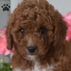 Caramel, Cavapoo Puppy