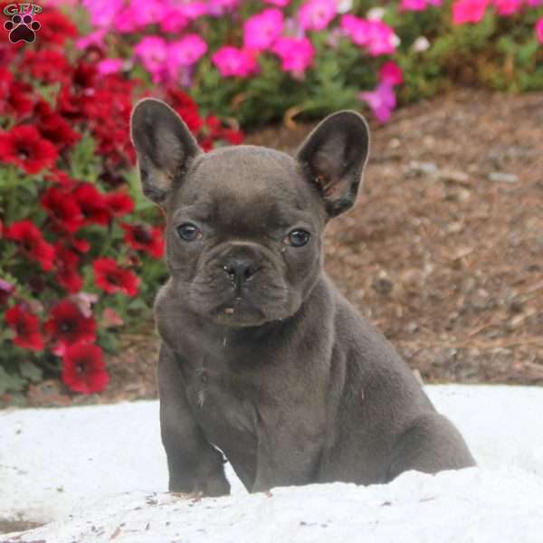 Carl, French Bulldog Puppy