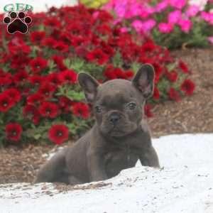 Carl, French Bulldog Puppy