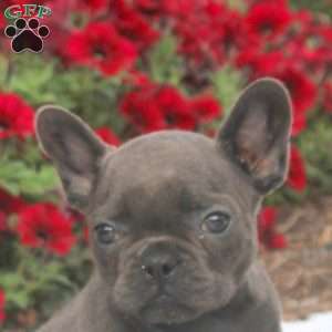 Carl, French Bulldog Puppy