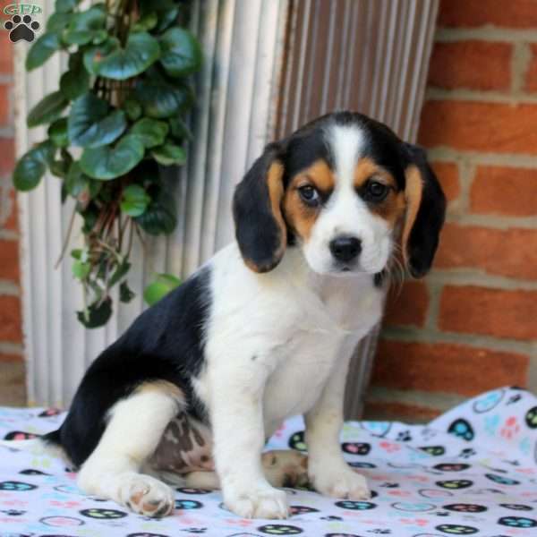 Carlie, Beaglier Puppy