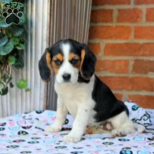 Carlie, Beaglier Puppy