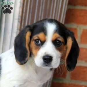 Carlie, Beaglier Puppy