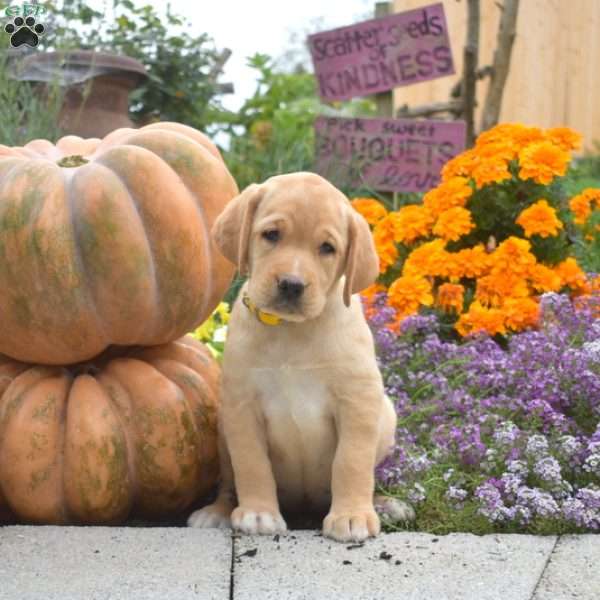 Carly, Yellow Labrador Retriever Puppy