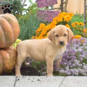 Carly, Yellow Labrador Retriever Puppy
