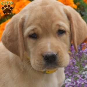Carly, Yellow Labrador Retriever Puppy