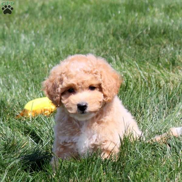 Carmen, Bich-Poo Puppy